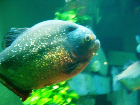 Aquarium du Grand Lyon