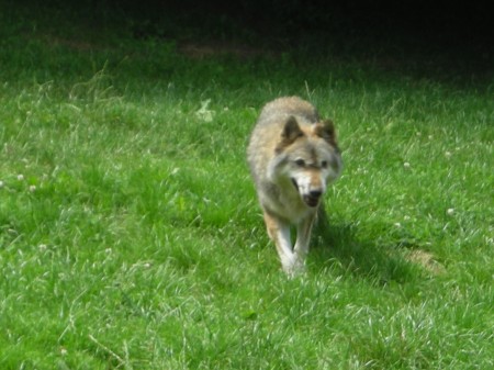 Les loups de Courzieu