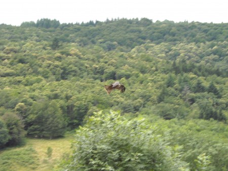 Evadez vous avec les rapaces de Courzieu
