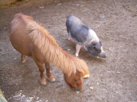 Un poney et un cochon